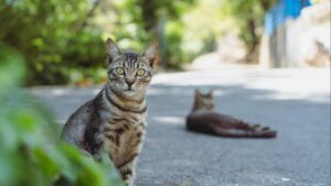 Alimentación húmeda o seca para gatos: ventajas, inconvenientes y cómo combinarlas
