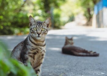 Alimentación húmeda o seca para gatos: ventajas, inconvenientes y cómo combinarlas