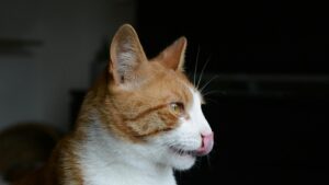 Alimentación para gatos senior: cómo adaptar la dieta de tu gato a partir de los 7 años