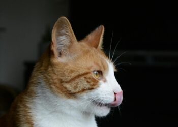 Alimentación para gatos senior: cómo adaptar la dieta de tu gato a partir de los 7 años