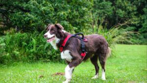 Border Collie: características, temperamento y cuidados para tener uno feliz