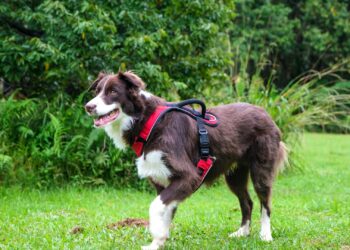 Border Collie: características, temperamento y cuidados para tener uno feliz