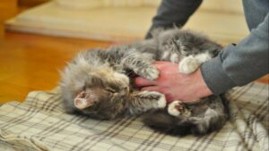 Cómo cepillar a tu gato para reducir el pelo suelto y los hairballs