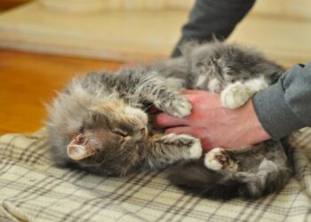 Cómo cepillar a tu gato para reducir el pelo suelto y los hairballs