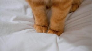 Cómo cortar las uñas de tu gato en casa sin estrés