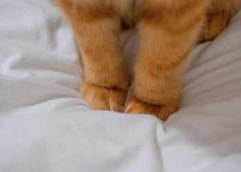 Cómo cortar las uñas de tu gato en casa sin estrés