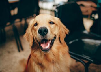 Cómo cuidar la salud dental de tu perro: guía práctica para empezar desde casa