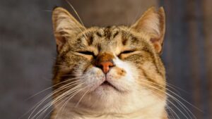 Cómo detectar si tu gato tiene dolor: señales que los dueños suelen ignorar