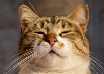 Cómo detectar si tu gato tiene dolor: señales que los dueños suelen ignorar