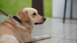 Cómo enseñar a los niños a respetar a las mascotas: guía para una convivencia segura y feliz