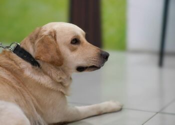 Cómo enseñar a los niños a respetar a las mascotas: guía para una convivencia segura y feliz