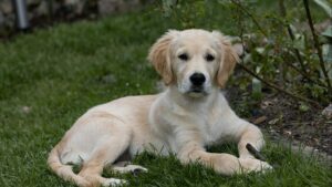 Cómo enseñar a tu perro a hacer sus necesidades fuera de casa: guía paso a paso