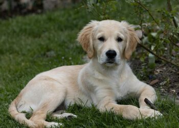 Cómo enseñar a tu perro a hacer sus necesidades fuera de casa: guía paso a paso