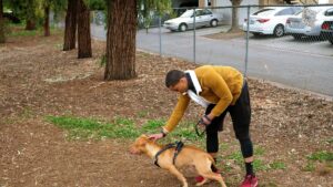 Cómo enseñar a tu perro a no tirar de la correa: guía de adiestramiento paso a paso