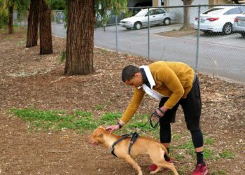 Cómo enseñar a tu perro a no tirar de la correa: guía de adiestramiento paso a paso