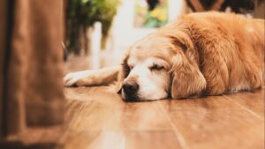 Cómo enseñar a tu perro a quedarse solo en casa sin ansiedad