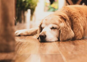 Cómo enseñar a tu perro a quedarse solo en casa sin ansiedad