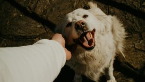 Cómo enseñar a tu perro los comandos básicos con refuerzo positivo