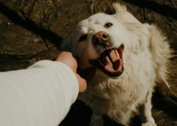 Cómo enseñar a tu perro los comandos básicos con refuerzo positivo