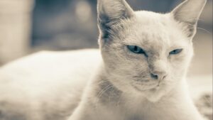 Cómo entender el lenguaje corporal de tu gato: cola, orejas y ojos