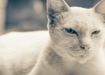 Cómo entender el lenguaje corporal de tu gato: cola, orejas y ojos