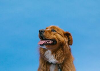 Cómo entender el lenguaje corporal de tu perro: qué dicen sus posturas, orejas y cola