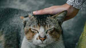Cómo limpiar los oídos de tu gato en casa: guía práctica paso a paso