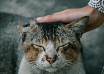 Cómo limpiar los oídos de tu gato en casa: guía práctica paso a paso