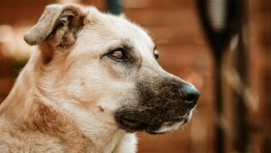 Cómo limpiar los oídos de tu perro en casa de forma segura