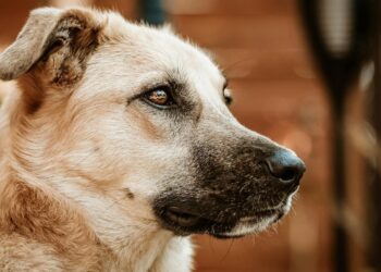Cómo limpiar los oídos de tu perro en casa de forma segura