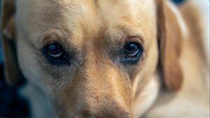 Cómo organizar la rutina diaria de tu perro: paseos, alimentación y descanso