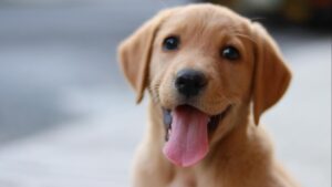 Cómo preparar a tus hijos para la llegada de una mascota: guía paso a paso