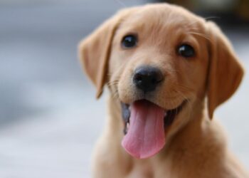 Cómo preparar a tus hijos para la llegada de una mascota: guía paso a paso