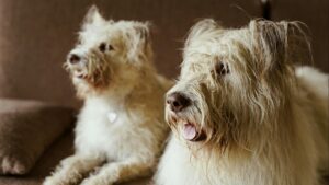 Cómo presentar una segunda mascota en casa: guía para una convivencia sin conflictos