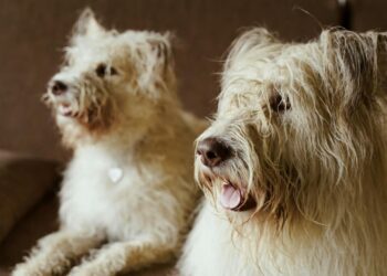 Cómo presentar una segunda mascota en casa: guía para una convivencia sin conflictos