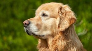 Cómo viajar con tu perro o gato: consejos prácticos para un viaje seguro