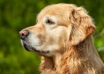 Cómo viajar con tu perro o gato: consejos prácticos para un viaje seguro