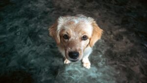 Cuántas veces al día debes alimentar a tu perro según su edad y tamaño