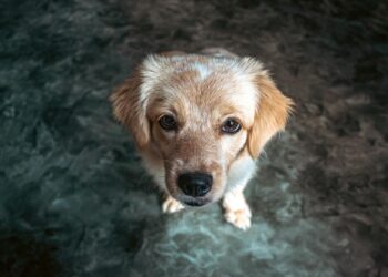 Cuántas veces al día debes alimentar a tu perro según su edad y tamaño