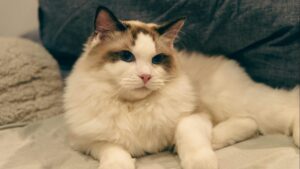 Gato Persa: características, carácter y todo lo que necesitas saber para cuidarlo bien