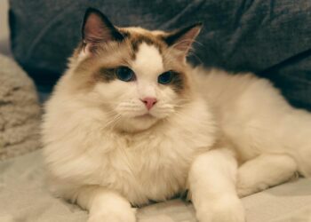 Gato Persa: características, carácter y todo lo que necesitas saber para cuidarlo bien