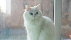 Gato Ragdoll: características, carácter y todo lo que debes saber antes de adoptarlo