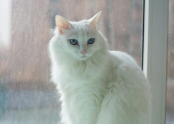 Gato Ragdoll: características, carácter y todo lo que debes saber antes de adoptarlo