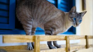 Gato Siamés: características, carácter y todo lo que debes saber antes de adoptarlo