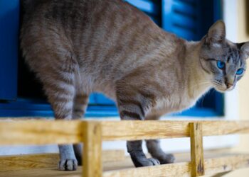 Gato Siamés: características, carácter y todo lo que debes saber antes de adoptarlo