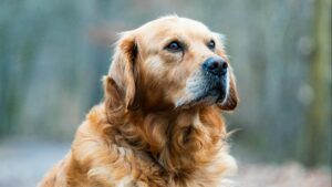 Golden Retriever: características, temperamento y cuidados para tener uno feliz