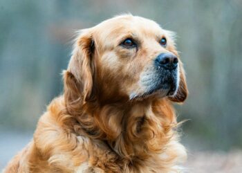 Golden Retriever: características, temperamento y cuidados para tener uno feliz