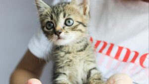 Higiene dental en gatos: cómo limpiar los dientes en casa paso a paso