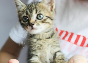 Higiene dental en gatos: cómo limpiar los dientes en casa paso a paso