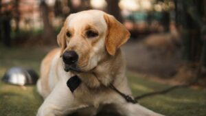 Labrador Retriever: características, temperamento y cuidados